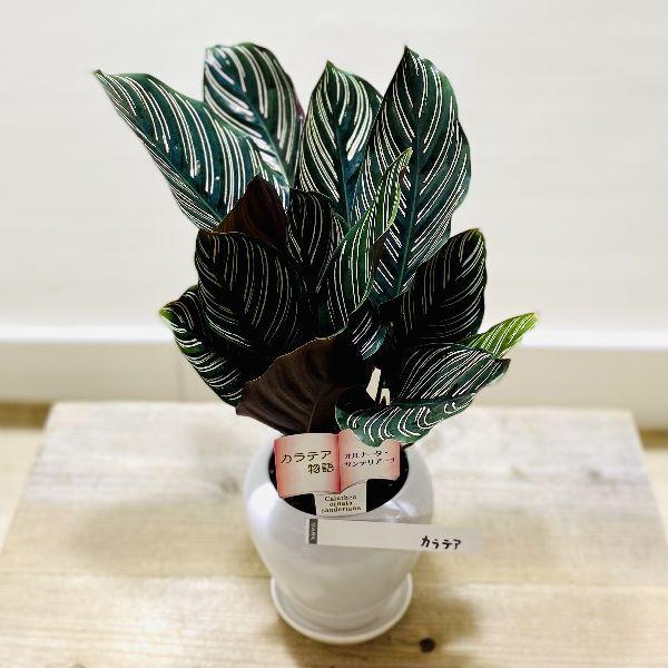 おしゃれ 観葉植物：カラテア オルナータ サンデリアーナ*陶器鉢 受皿