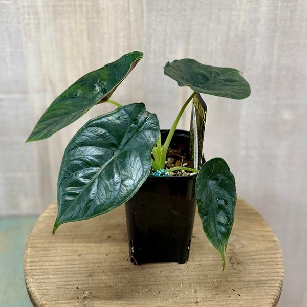 観葉植物：アロカシア グリーンユニコーン*