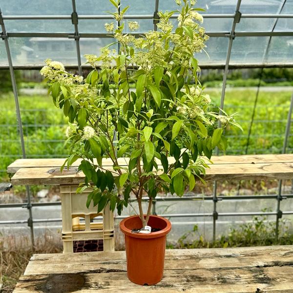 観葉植物 ハーブ 鉢花：レモンマートル*8号 現品をお届け 大型ヤマト便