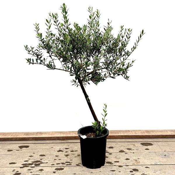 おしゃれ 観葉植物：オリーブの木 マンザニロ 8号*現品1 SOUJU 創樹