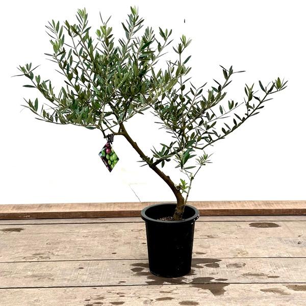 オリーブ　ピクアル　オリーブの木　創樹　幹太souju 7号 オリーブ ピクアル オリーブの木 創樹 幹太souju 7号 オリーブの