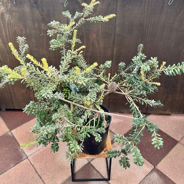 観葉植物 鉢花 苗：バンクシア マルギナータ ミニマーグ*7号 現品をお