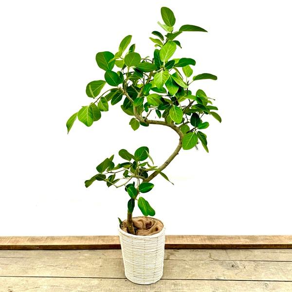 フィカス ベンガレンシス かご鉢カバー付き おしゃれ 観葉植物：フィカス ベンガレンシス 鉢カバー*麻布付