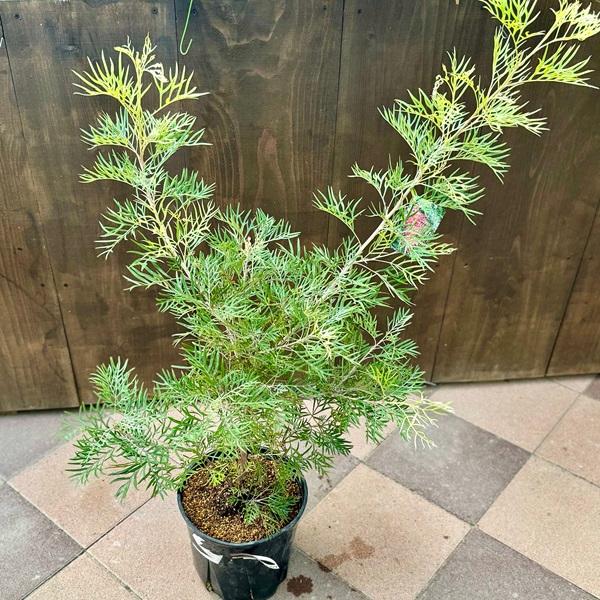 グレビレア　グレープ　オージープランツ　グレープ　グレビレア　苗 Yahoo!オークション - 激レア グレヴィレア グレープグレビレア