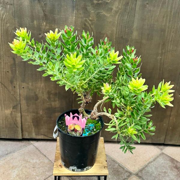 観葉植物 鉢花：リューコスペルマム カリプソレッド*リュウコスペルマ 