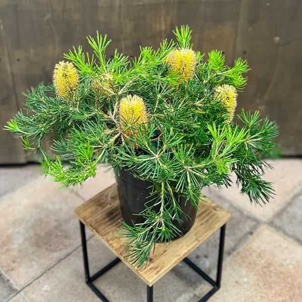 観葉植物 鉢花 苗:バンクシア バースデー キャンドル*7号 現品 観葉植物 鉢花 苗:バンクシア バースデー キャンドル*7号 現品