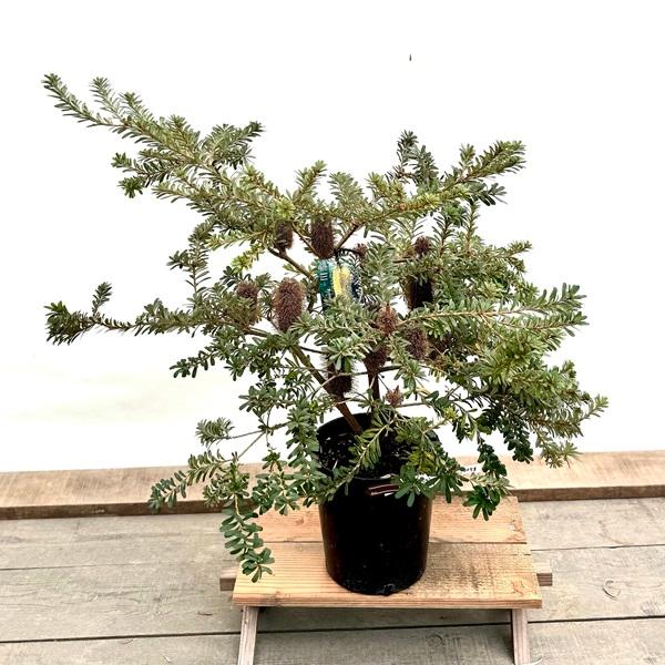 観葉植物 鉢花 苗：バンクシア マルギナータ ミニマーグ*banksia