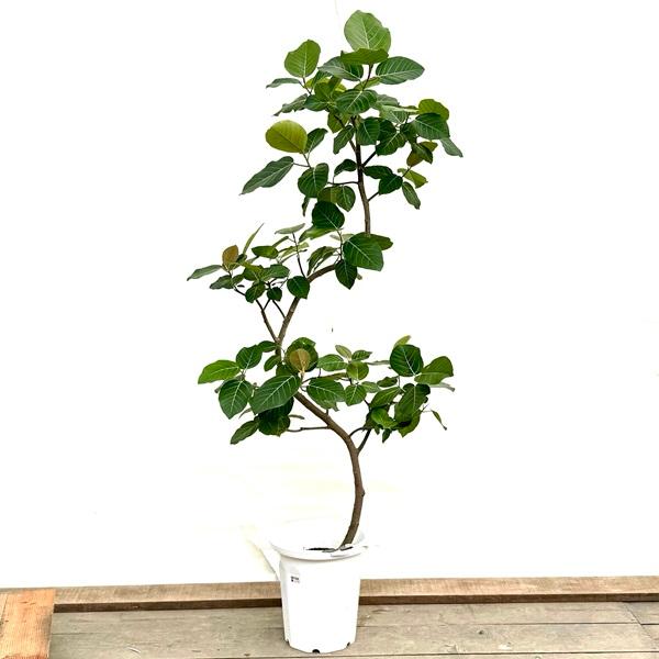 おしゃれ 観葉植物：フィカス ブラウン*グランディス プラポット 現品