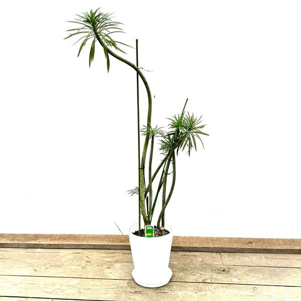 おしゃれ 観葉植物：モンキーツリー*セラアート 受皿付 現品をお届け 