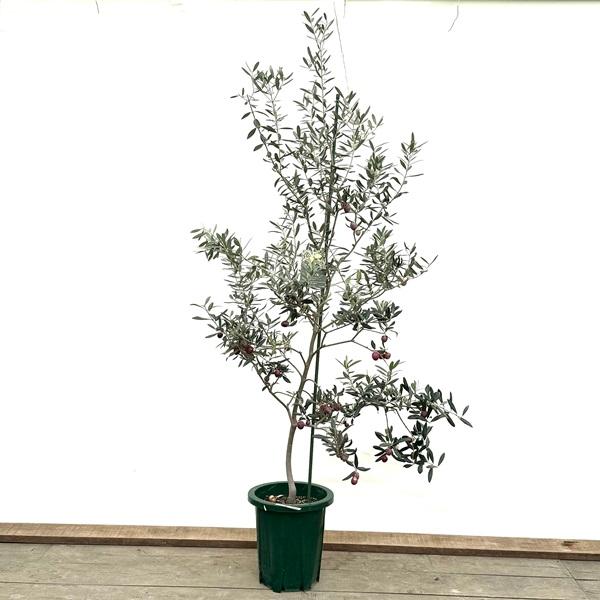 シンボルツリー 観葉植物：オリーブの木 ブテイヤン*10号 現品をお届け