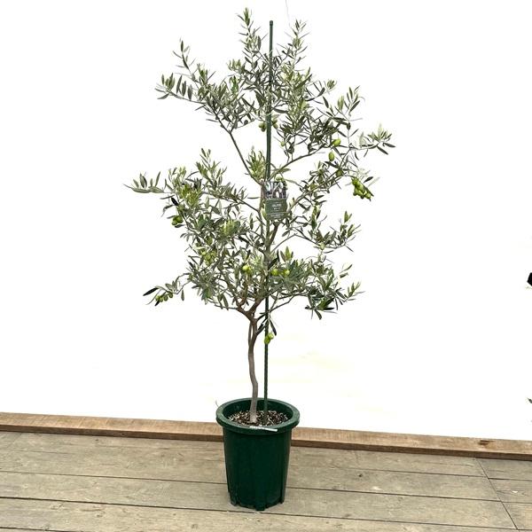 ジャンボカラマタの木 楽天市場】【ジャンボカラマタ】接木苗2年生苗 6号ポットオリーブ