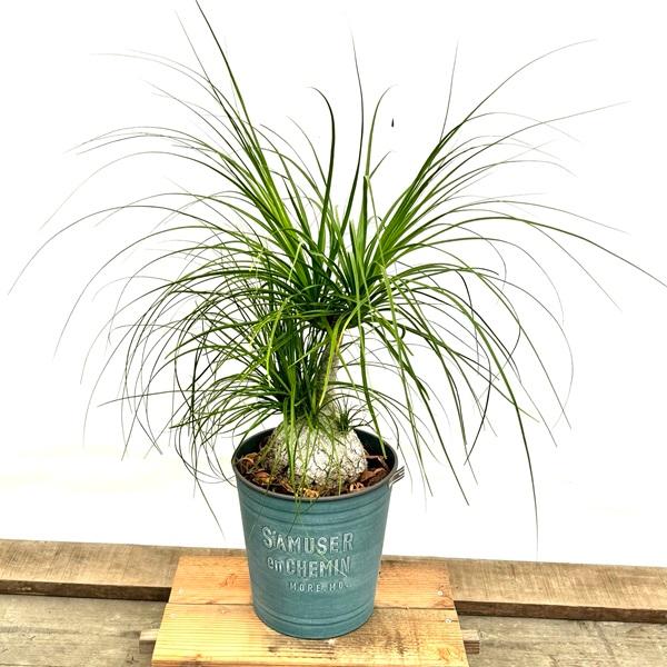 観葉植物 ノリナ:ポニーテール トックリラン 鉢植え*2番 現品を 観葉植物 ノリナ:ポニーテール トックリラン 鉢植え*2番 現品を