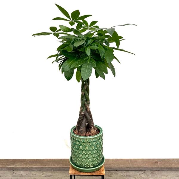 おしゃれ 観葉植物：編み込みパキラ 鉢植え*受皿付 クルミ飾り 現品を