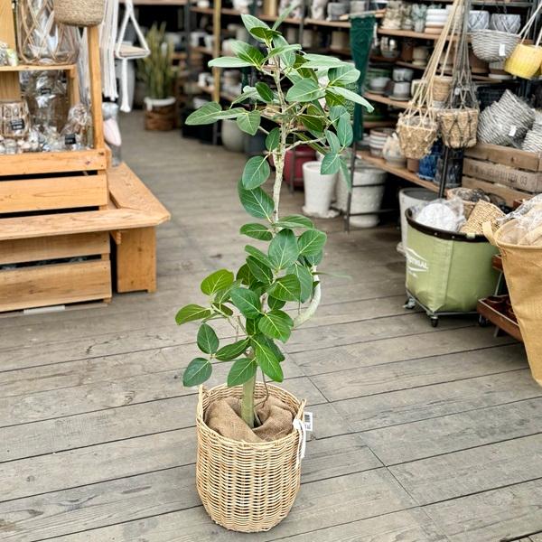 おしゃれ 観葉植物:フィカス ベンガレンシス 鉢カバー*麻布 おしゃれ 観葉植物:フィカス ベンガレンシス 鉢カバー*麻布