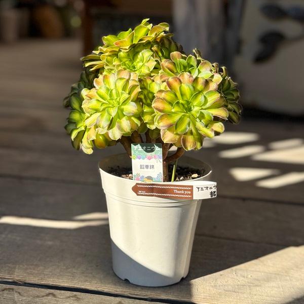 観葉植物：アエオニウム 韶華錦*5号 ショウカニシキ : 遊恵盆栽 Yahoo