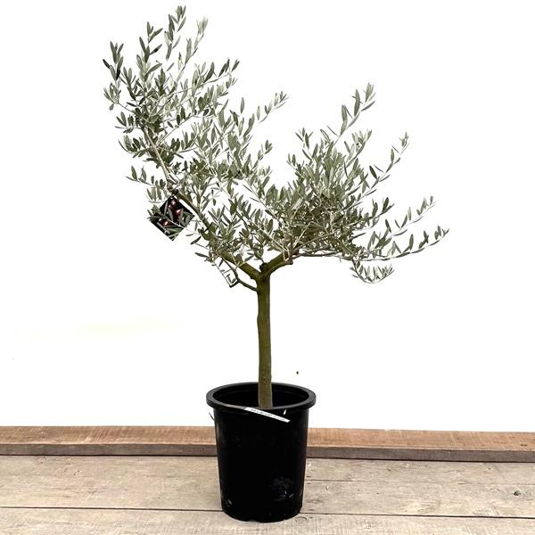おしゃれ 観葉植物：オリーブの木 マンザニロ 8号*現品11 SOUJU 創樹