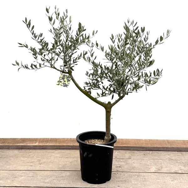 創樹 オリーブ ルッカ 8号鉢 常緑樹 おしゃれ 観葉植物：オリーブの木 ルッカ 8号*現品1番 SOUJU 創樹 そう