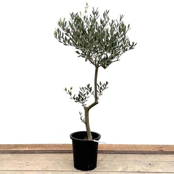 おしゃれ 観葉植物：オリーブの木 ルッカ 8号*現品2番 SOUJU 創