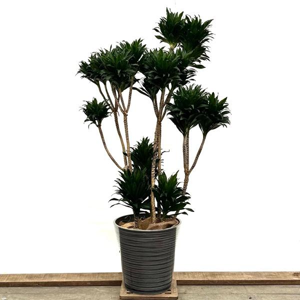 65【ドラセナ・コンパクタ約140cm】大型観葉植物 65【ドラセナ