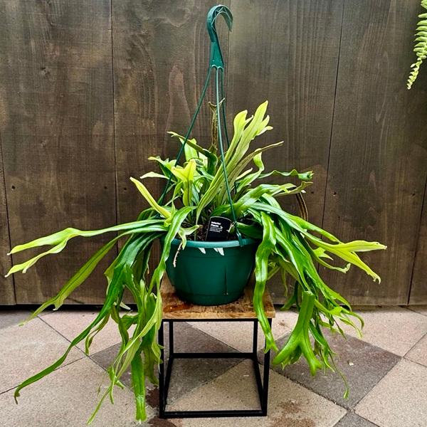 Pyrrosia longifolia ピロシア ロンギフォリア file.jpg