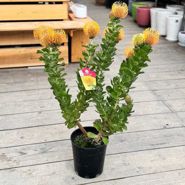 リューコスペルマムカーニバルコースト7号② 観葉植物 鉢花：リューコスペルマム カーニバルコースト*7号 現品をお