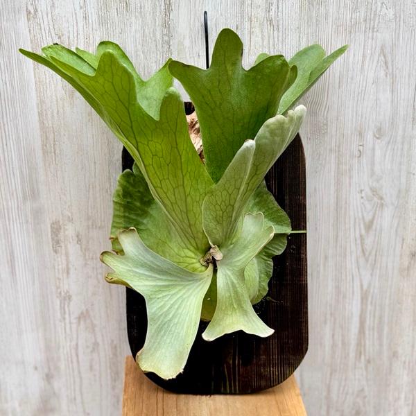 観葉植物：ビカクシダ コウモリラン ホルタミー 板付け*吊り