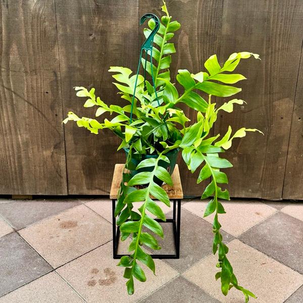 観葉植物：エピフィラム クリソカルディウム*7号吊り鉢 現品をお届け