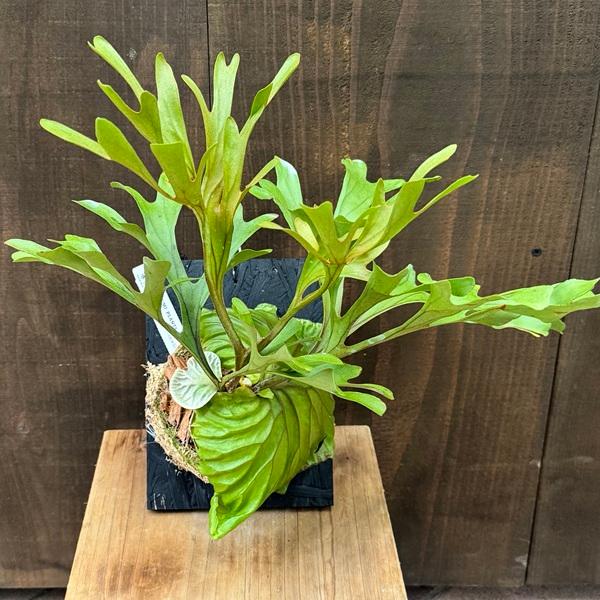 おしゃれ 観葉植物：ビカクシダ コウモリラン リドレイ板付け*小 現品1