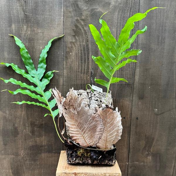 シダ植物 観葉植物：ドリナリア クエルシフォリア*コルク 現品4番