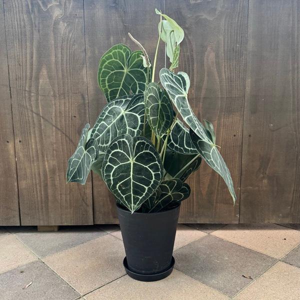 観葉植物：アンスリウム クラリネルビウム*7号セラアート鉢 受皿付