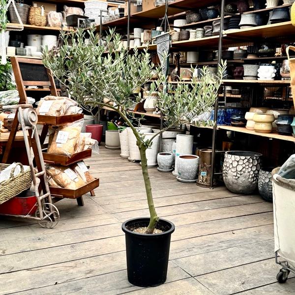 おしゃれ 観葉植物：オリーブの木 マンザニロ 8号*現品12 SOUJU 創樹