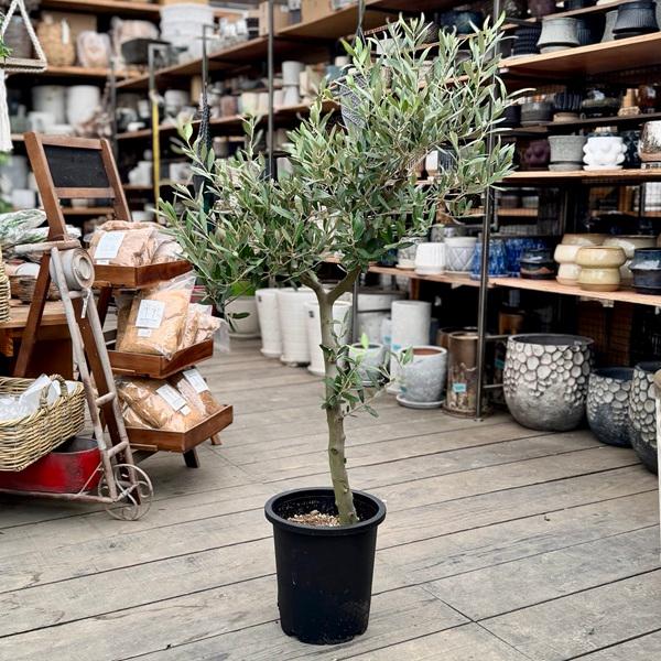 おしゃれ 観葉植物：オリーブの木 8号*現品 SOUJU 創樹 そうじゅ 大型