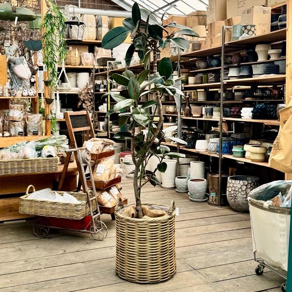 かなり大鉢♥】フィカス ジョセボーノ 2株 かなり大鉢♥】フィカス