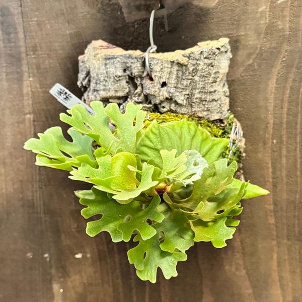 ビカクシダ　リドレイドワーフ　シルベリー　コルク付け4 ビカクシダ リドレイドワーフ シルベリー コルク付け4