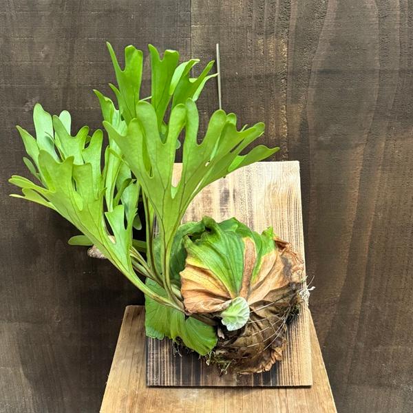 おしゃれ 観葉植物：ビカクシダ コウモリラン リドレイ 板付け＊現品1