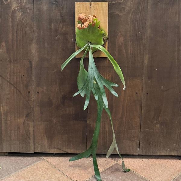ビカクシダ　ウィリンキー　ビカ森　IMAMA板 CATEGORY Platycerium（ビカクシダ/価格帯） | IMAMA