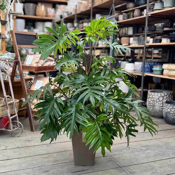 観葉植物：フィロデンドロン タンゴ*7号 大型ヤマト便 現品をお届け