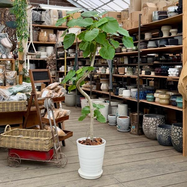 おしゃれ 観葉植物：フィカス ウンベラータ 鉢植え*セラアート 皿付き