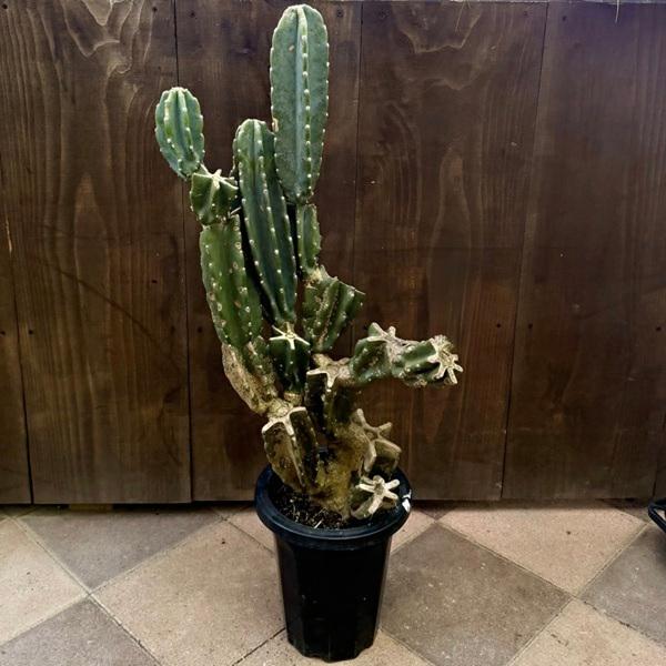 おしゃれ 観葉植物：柱サボテン ブランチ*現品1番 大型ヤマト便 : 遊恵