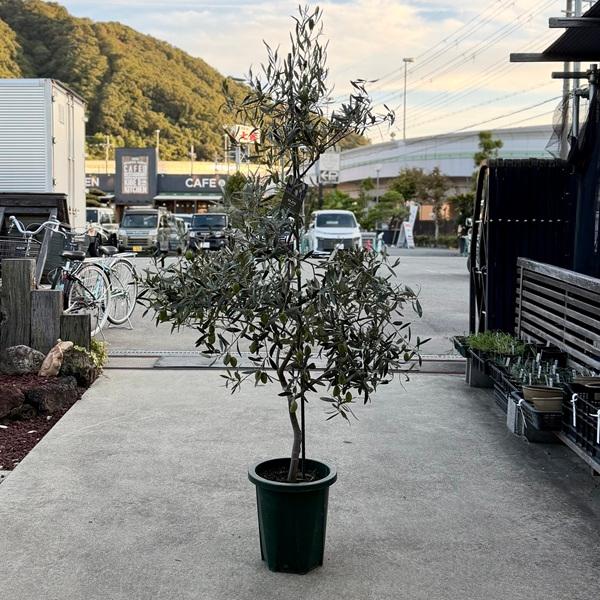 シンボルツリー 観葉植物：オリーブの木 ジャンボカラマタ*2番 10号
