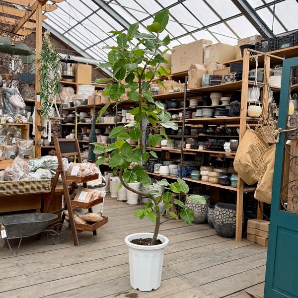 現品　フィカス　ゴムの木　グランディス　ブラウン　　34番　曲がり　特大　室内 現品 フィカス ゴムの木 グランディス ブラウン 34番 曲がり 特大 観葉