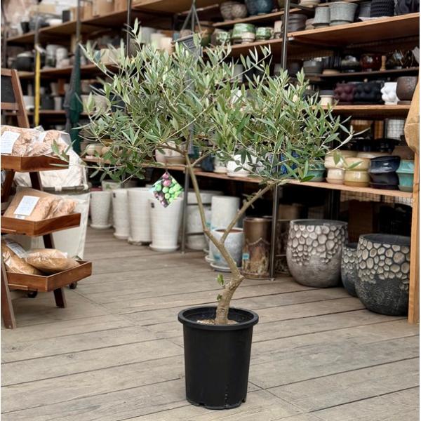 おしゃれ 観葉植物：オリーブの木 ピクアル 8号*現品11 SOUJU 創樹