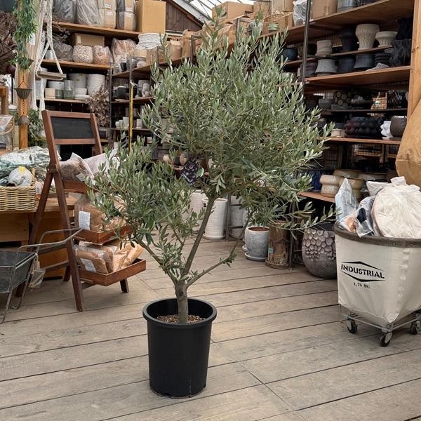 極太　オリーブの木　シプレッシーノ 極太 オリーブの木 シプレッシーノ オリーブの木,た植物/観葉植物