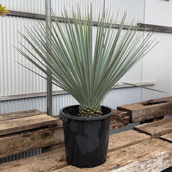 観葉植物：ユッカ リギダ*現品をお届け 大型佐川便 : 遊恵盆栽 Yahoo