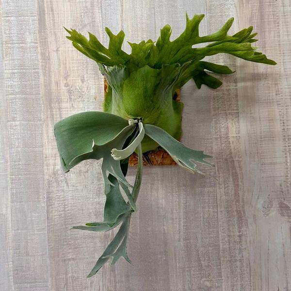 おしゃれ 観葉植物：ビカクシダ コウモリラン ウィリンキー イエロー