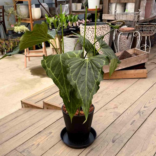 観葉植物：アンスリウム デルタフォース*8号セラアート鉢 受皿付 現品