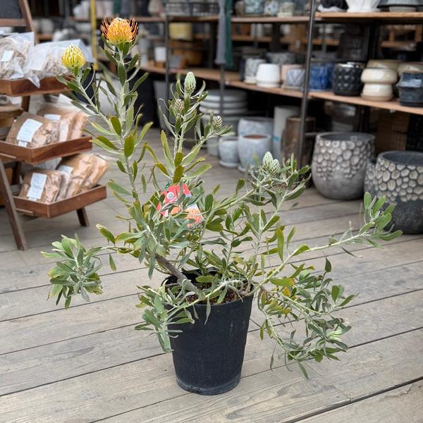 観葉植物 鉢花：リューコスペルマム マディグラスペティ*8号 現品をお