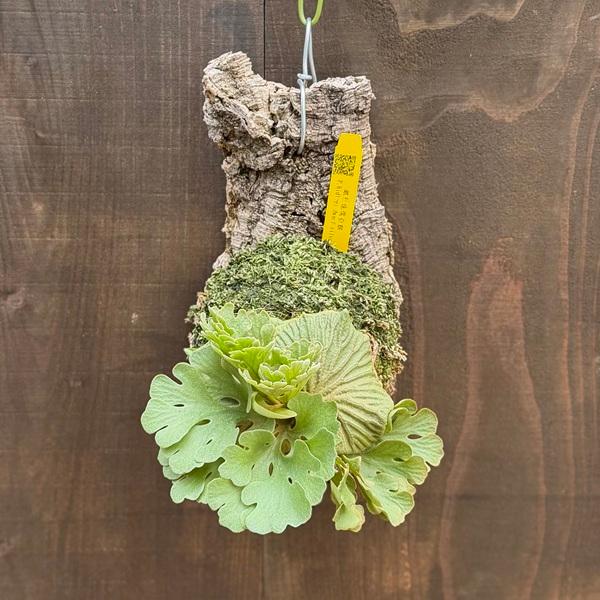 おしゃれ 観葉植物：ビカクシダ コウモリラン リドレイ ドワーフ