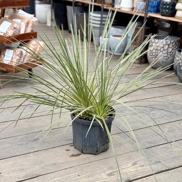 おしゃれ 観葉植物：ユッカ グラウカ*8号 現品をお届け : 遊恵盆栽