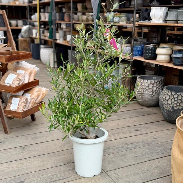 オリーブの木　コラティナ 観葉植物 果樹：オリーブの木 コラティーナ*コラチナ Coratina 8号